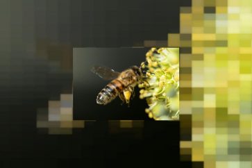 insecte